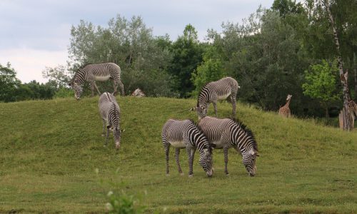 Menчбkovа_ZOO DvЕr KrаlovВ (2)